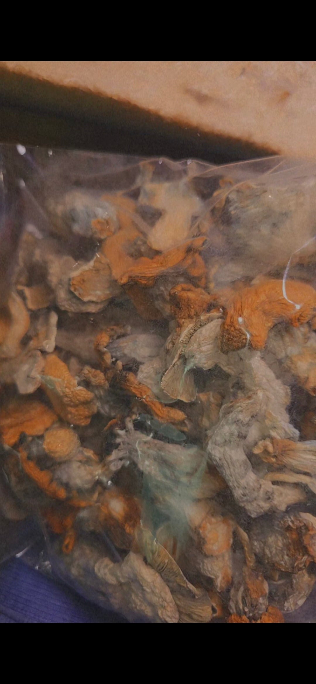 Mushrooms (Lucid Gates) 1 Ounce